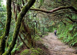 ESPAÑA. CIUDADES PATRIMONIO DE LA HUMANIDAD. SAN CRISTÓBAL DE LA LAGUNA. Parque Rural de Anaga. Bosque de laurisilva.