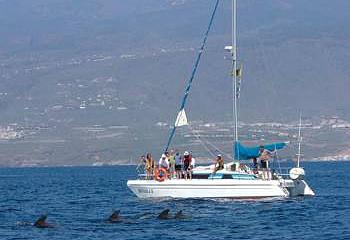 ganar Abrumador crema Boat Trips in Tenerife - Whale & Dolphin Watching - Private Chartersrs