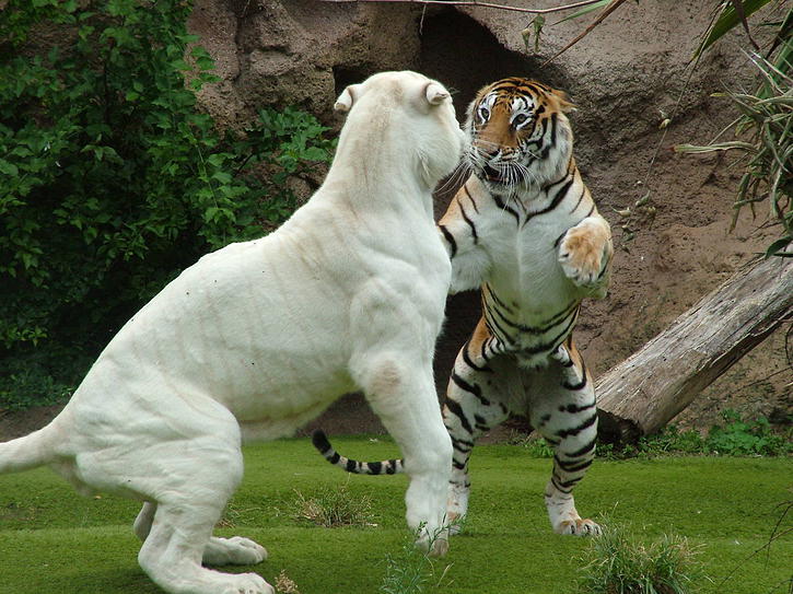 Loro Parque Express Bus Excursion in Tenerife - Loro Parque Express Bus Excursion in Tenerife -